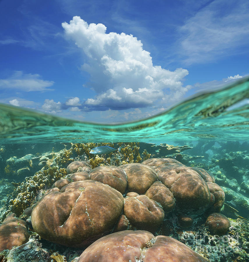 Seascape coral reef Caribbean sea Photograph by Dam - Pixels