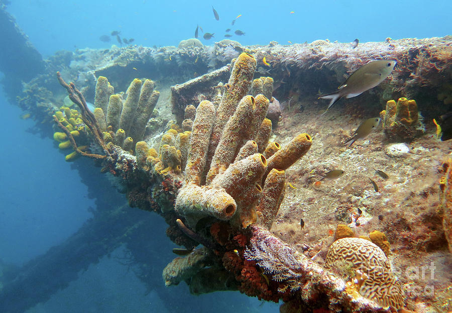 Seascape on the Antilla Wreck 8 Photograph by Daryl Duda - Fine Art America