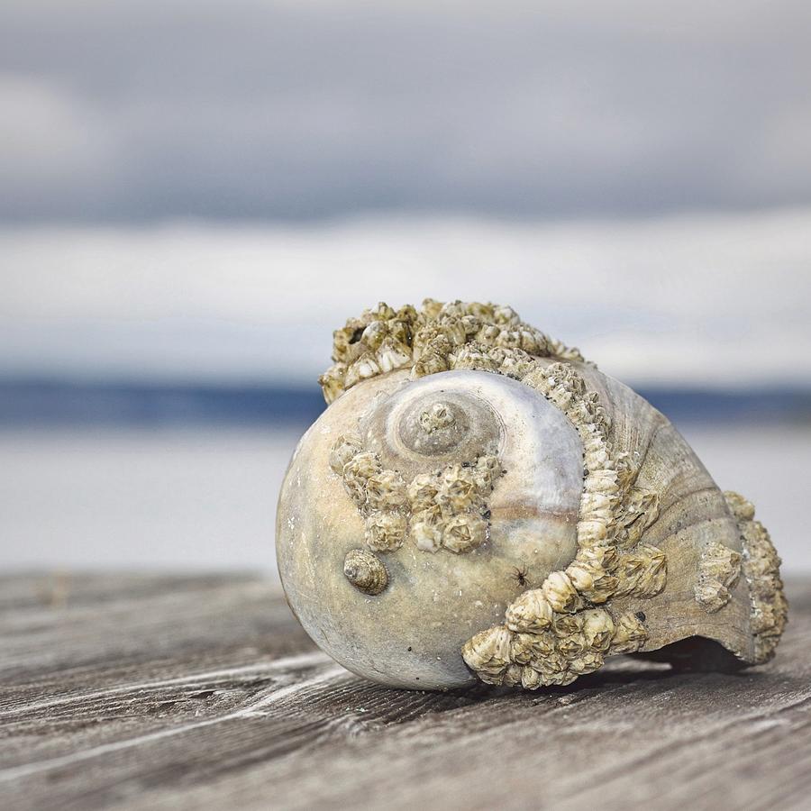 Seashell 1 Photograph by Carol Jorgensen