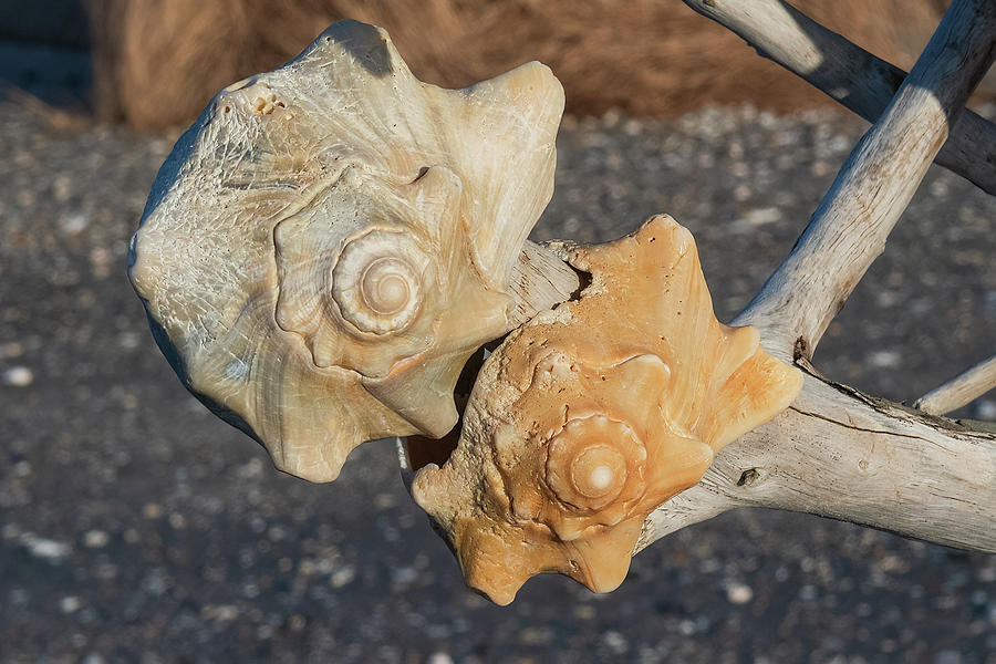Seashell-1 Photograph by John Kirkland
