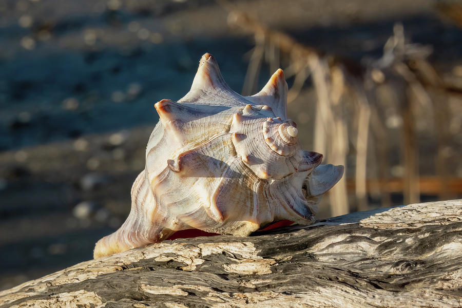 Seashell-5 Photograph by John Kirkland