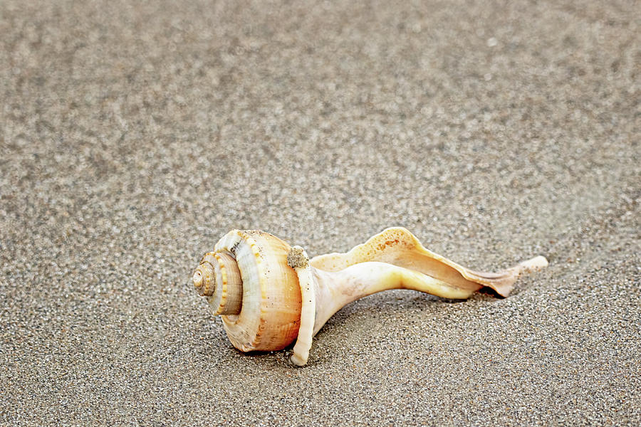Seashell - A Broken Beauty Photograph by Bob Decker