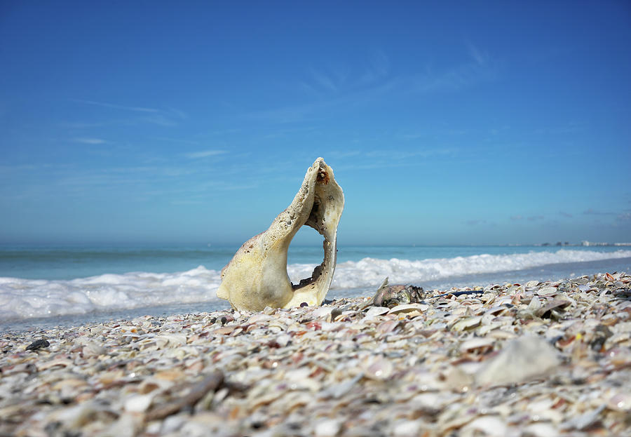 Seashell Photograph by Al Hurley