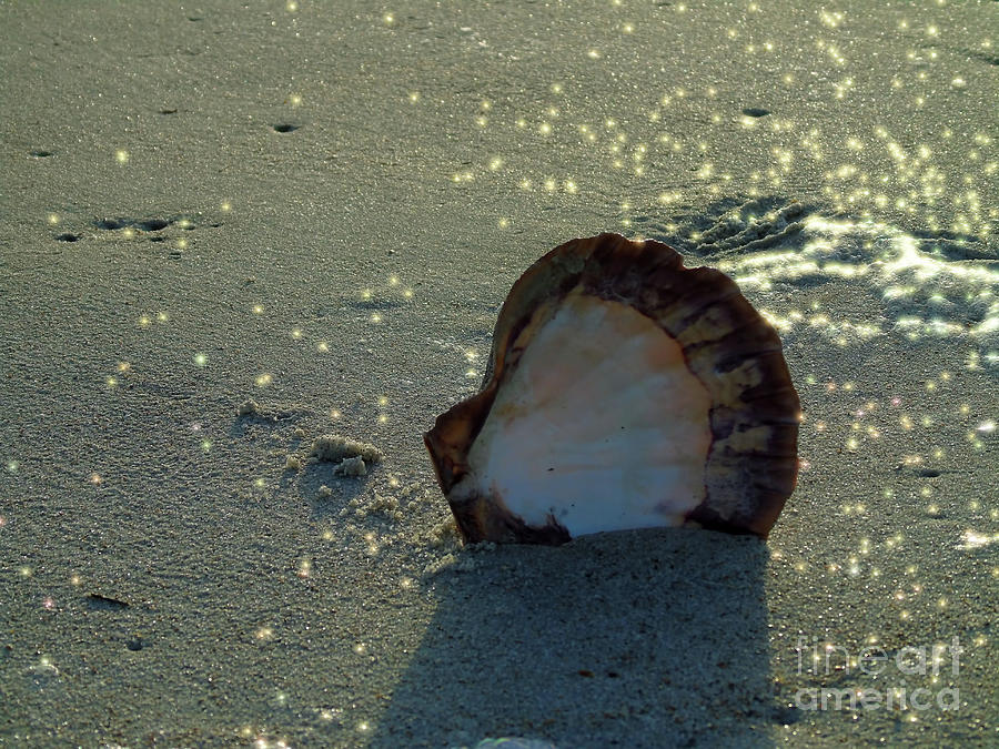 Seashell Among Sun Diamonds Photograph by D Hackett