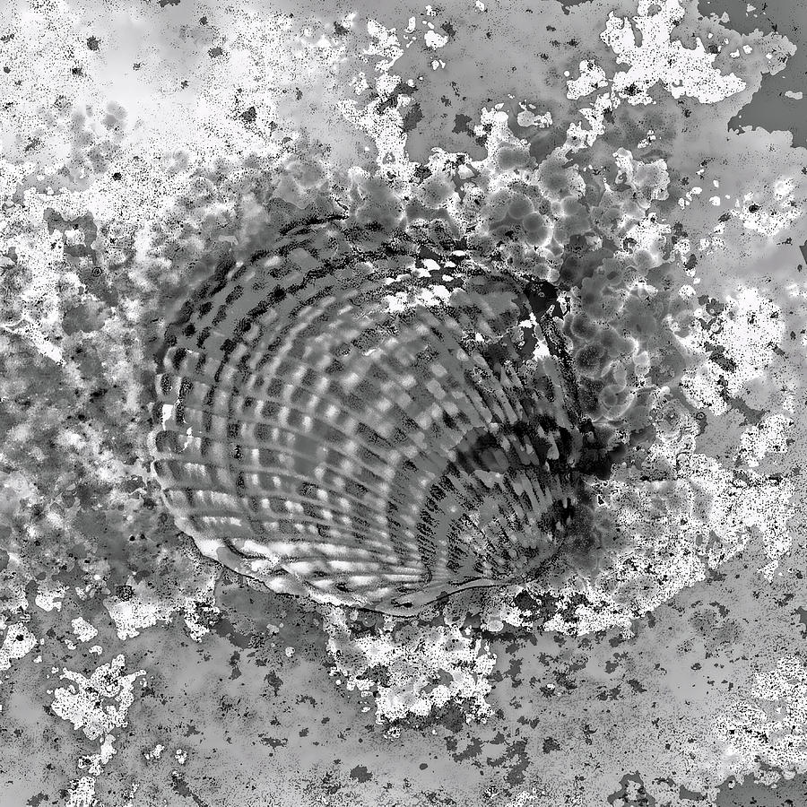 Seashell Art Square BW  Photograph by HH Photography of Florida