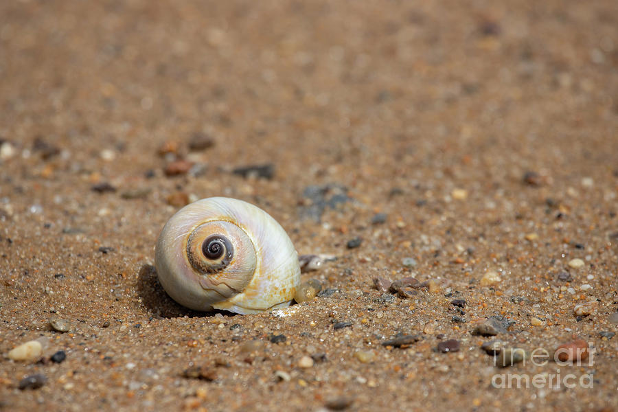 Seashell at the Beach Photograph by Jeannette Hunt
