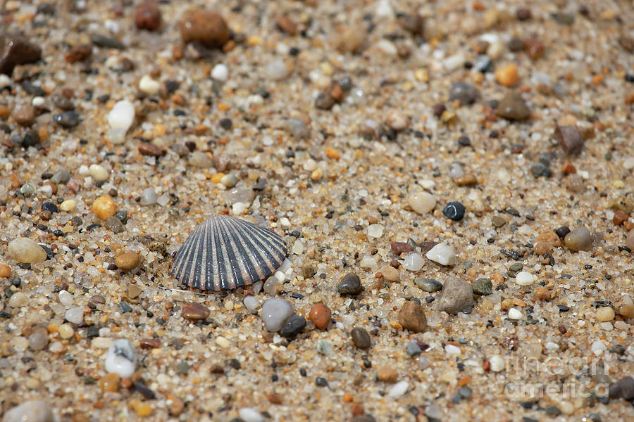 Seashell at the Beach Series 2 Photograph by Jeannette Hunt