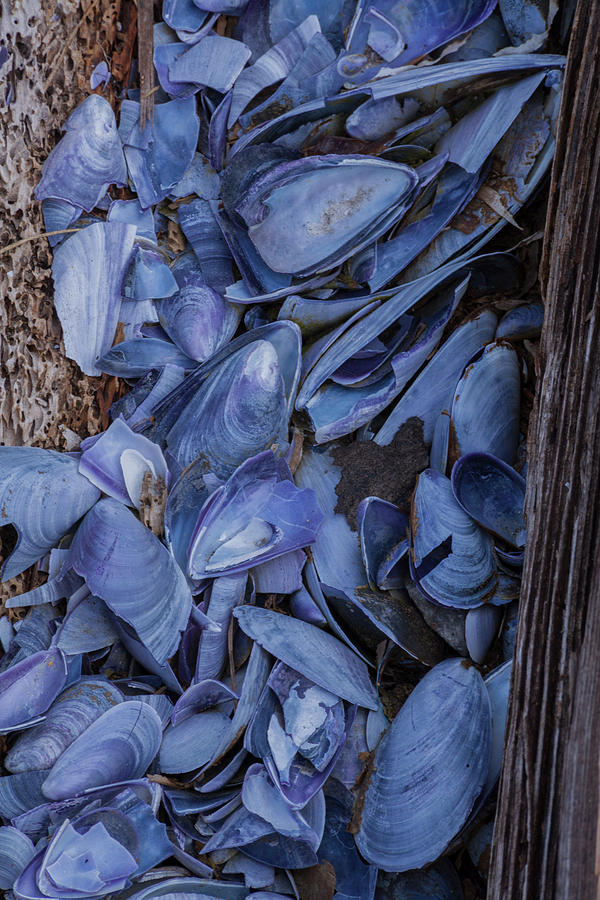 Seashell Blues Photograph by Irwin Barrett