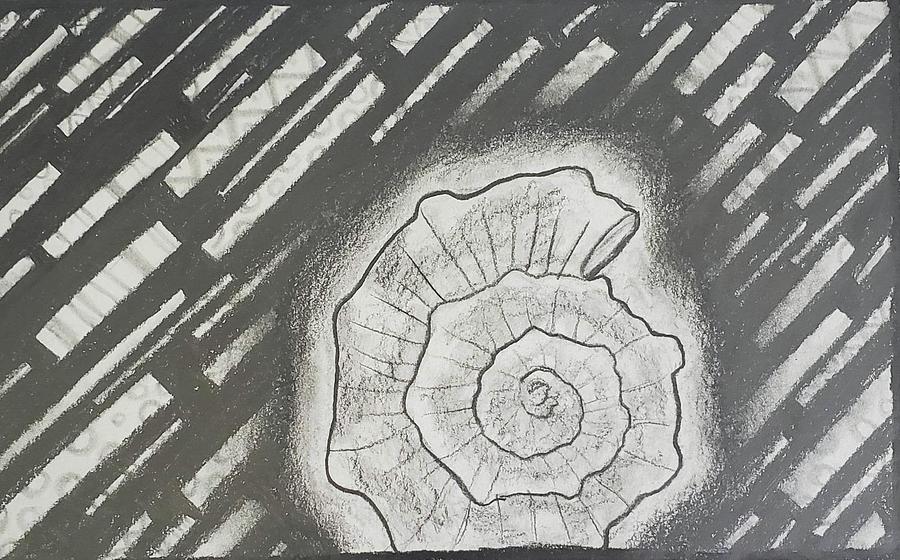 Seashell Drawing by Brittany Bell Seashell Drawing by Brittany Bell