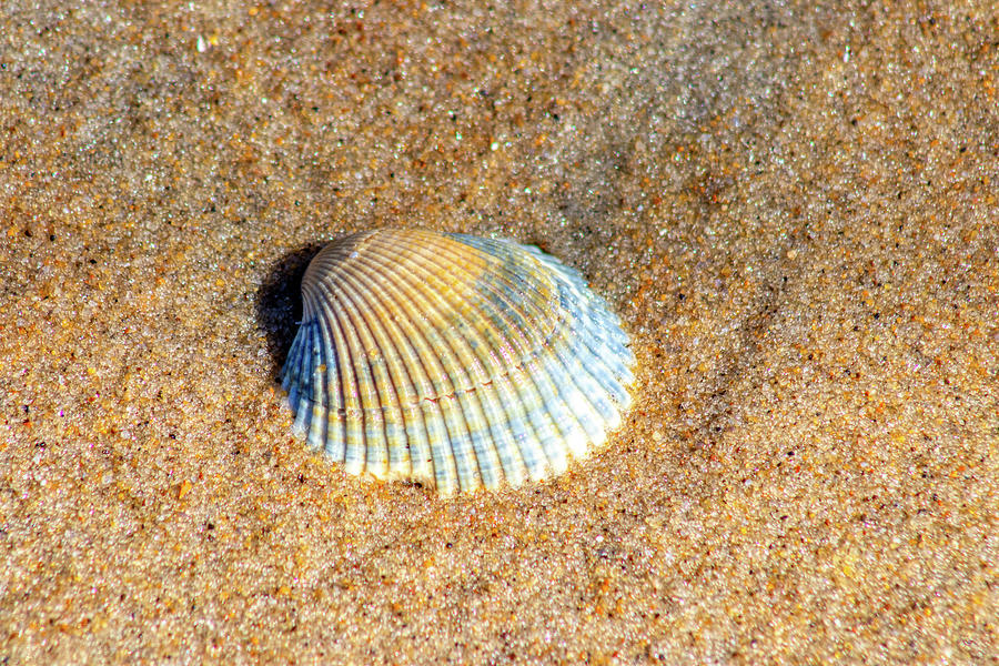 Seashell by the Seashore Photograph by Brian Knight