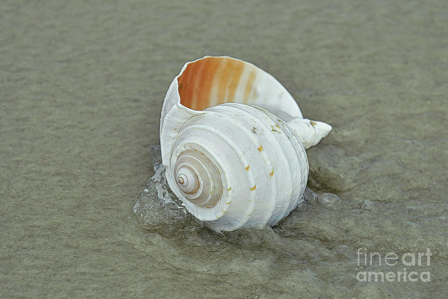 Seashell By The Seashore Photograph by Kathy Baccari