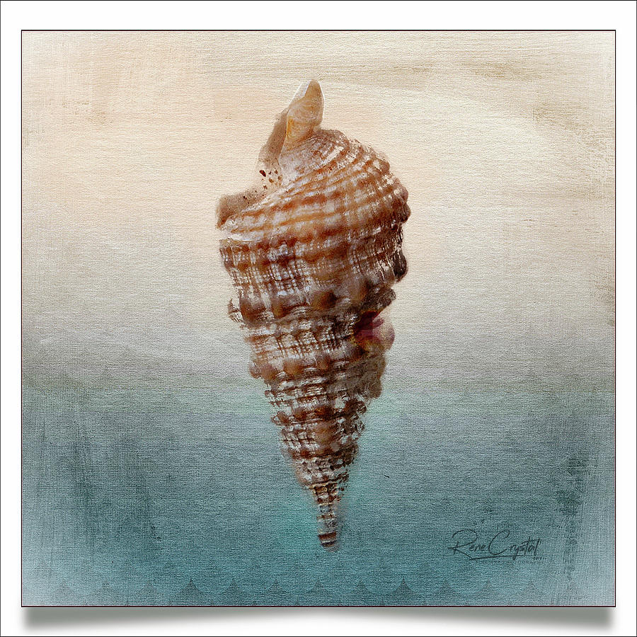 Shell Photograph - Seashell By The Seashore by Rene Crystal
