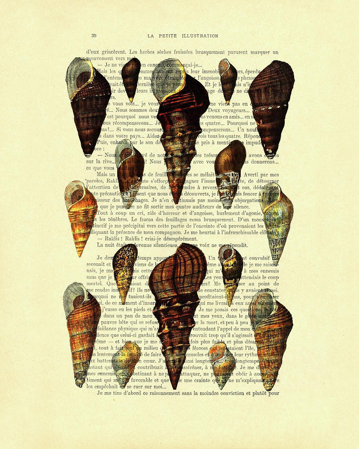 Summer Mixed Media - Seashell chart in color on French book page by Madame Memento
