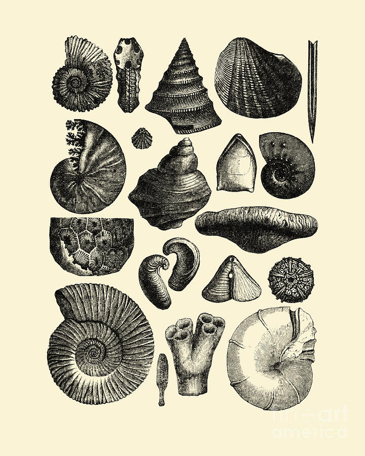 Shell Digital Art - Seashell Collection by Madame Memento