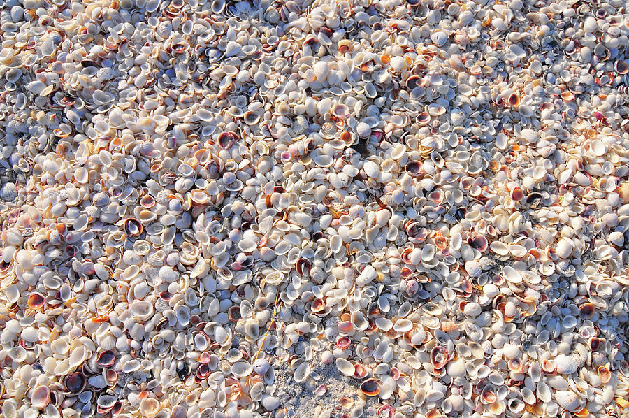 Seashell covered beach on Sanibel Island Photograph by Clint Buhler