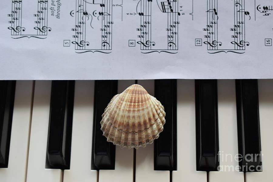 Seashell Dream On The Piano 2 Photograph by Leonida Arte