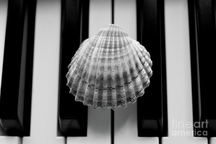 Seashell Dreams On The Piano BNW Photograph by Leonida Arte