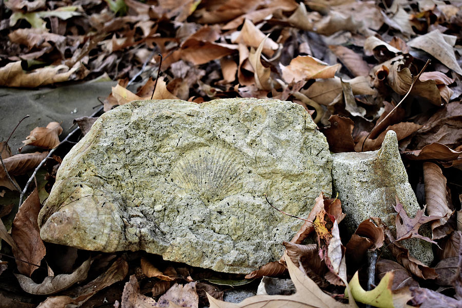 Fall Photograph - Seashell Fossil Rock by Kathy K McClellan