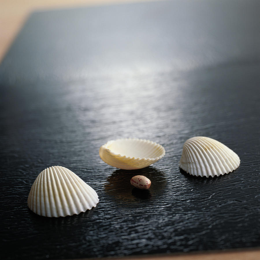 Seashell Game Photograph by Photodisc