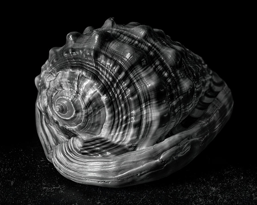 Seashell II Still Life Black and White Photograph by Lily Malor