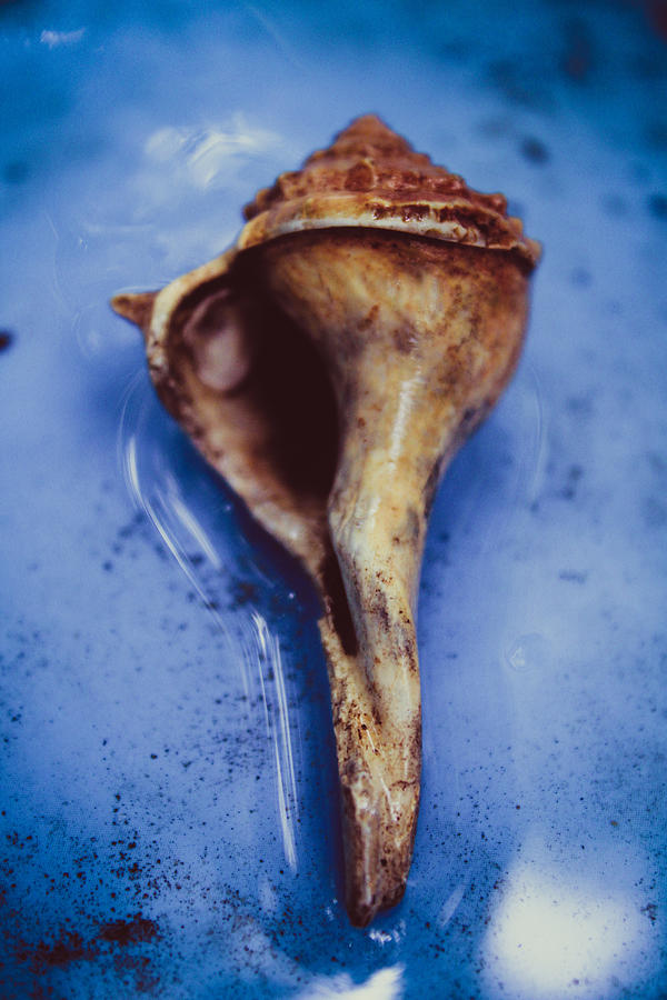 Seashell in a Pool Photograph by W Craig Photography