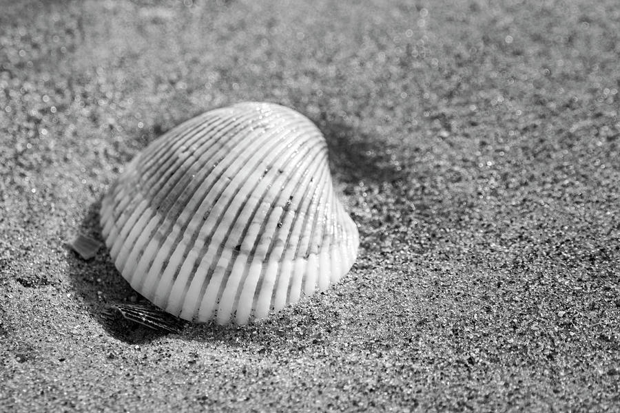 Nature Photograph - Seashell in Black and White on the Beach by Bob Decker
