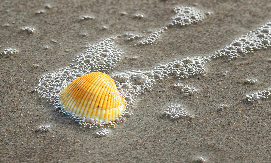 Shell Photograph - Seashell in the Receding Surf on the Cryatal Coast by Bob Decker