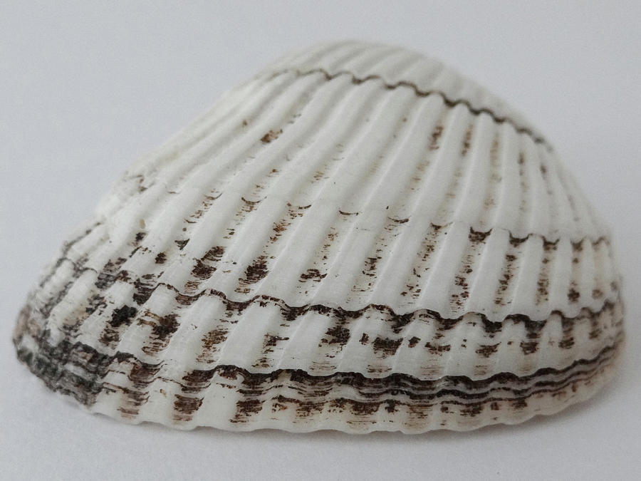 Seashell Photograph by Julia Wilcox