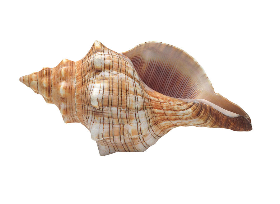 Seashell lying on its side Photograph by Stockbyte