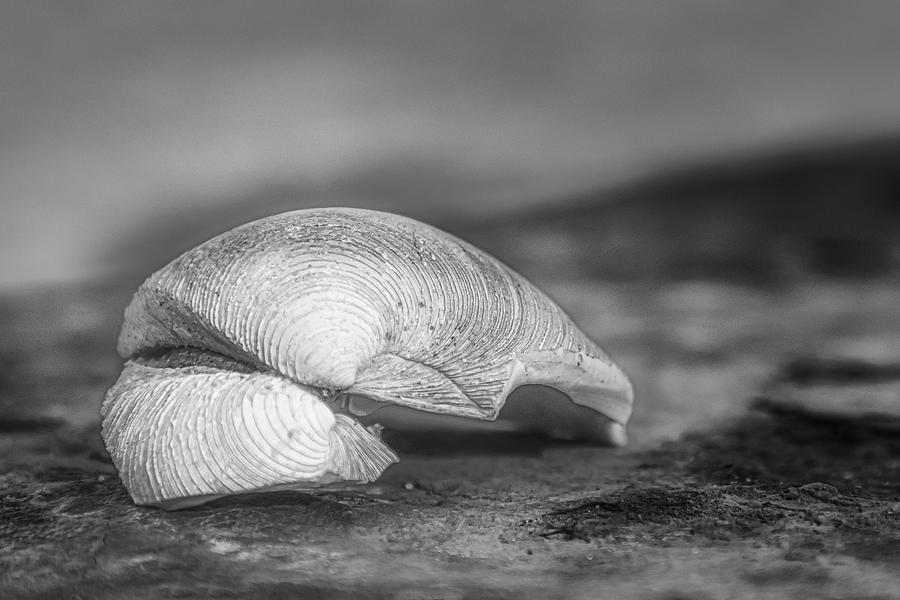 Seashell, Ocean And Rust BW Photograph by Susan Candelario