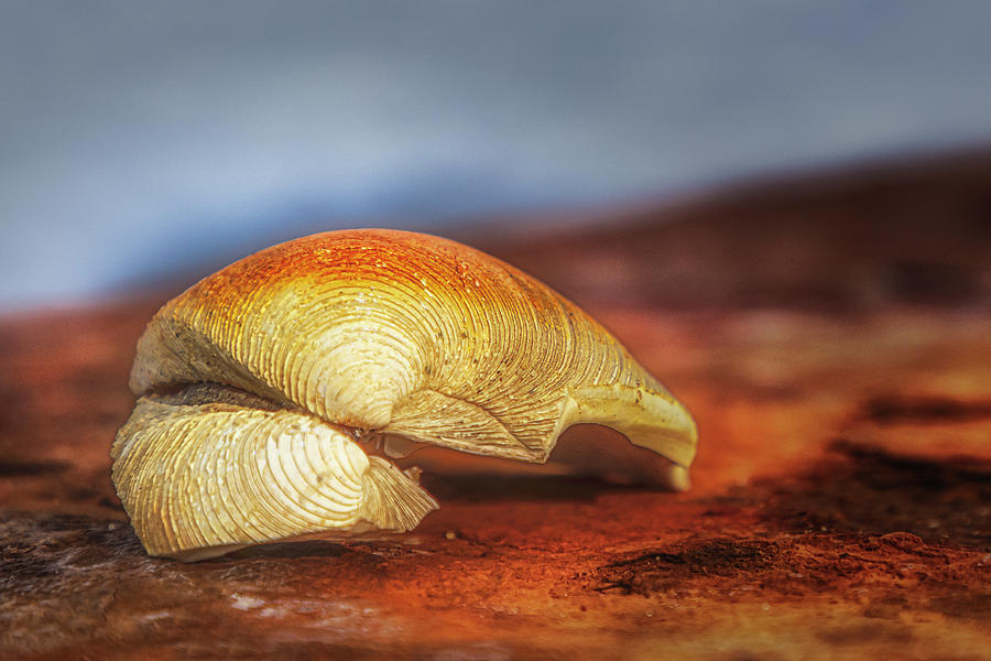 Seashell, Ocean And Rust Photograph by Susan Candelario