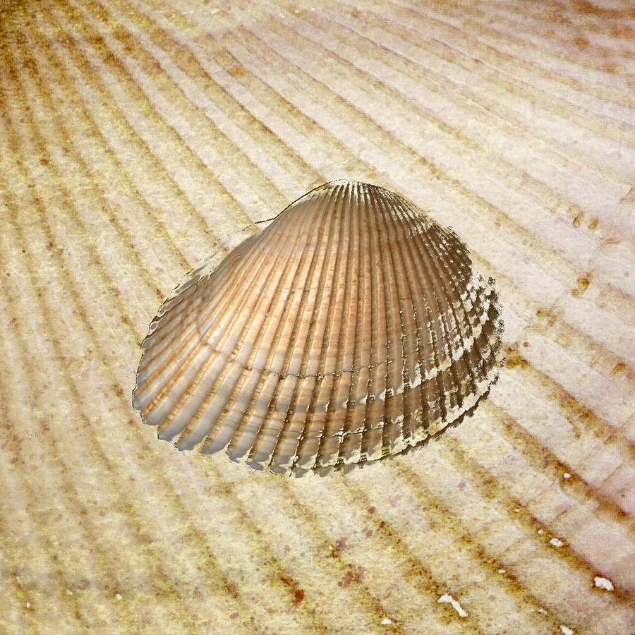 Seashell on Sand Background Drawing by Jeff Venier