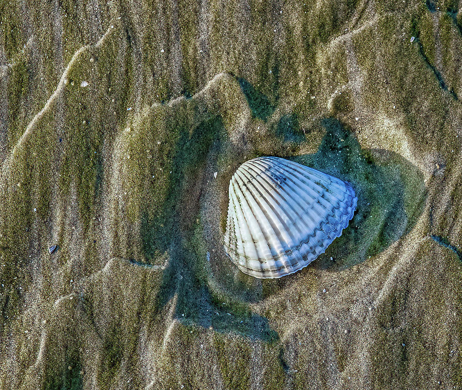 Seashell on Sunset Beach Photograph by Darryl Brooks