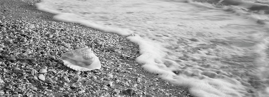 Seashell on the beach, Lovers Key State Park, Fort Myers Beach, Gulf of Mexico, Florida, USA Photograph by Panoramic Images