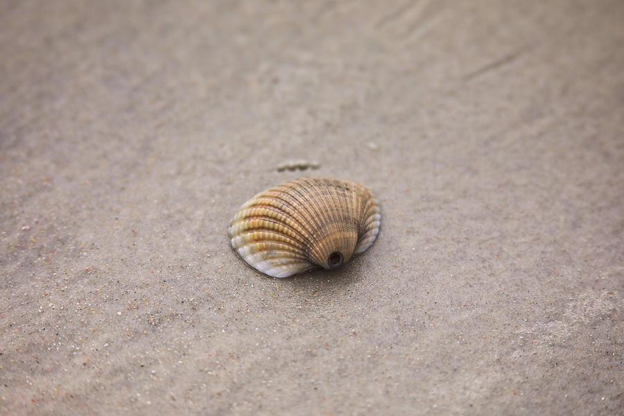 Seashell On The Beach Photograph by Scott Burd