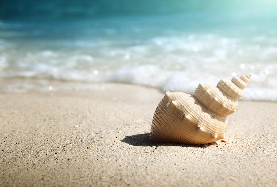 seashell on the beach (shallow DOF) Photograph by IakovKalinin