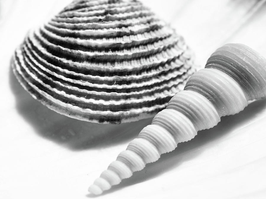 Seashell-ripple Effect Photograph by Tom Druin