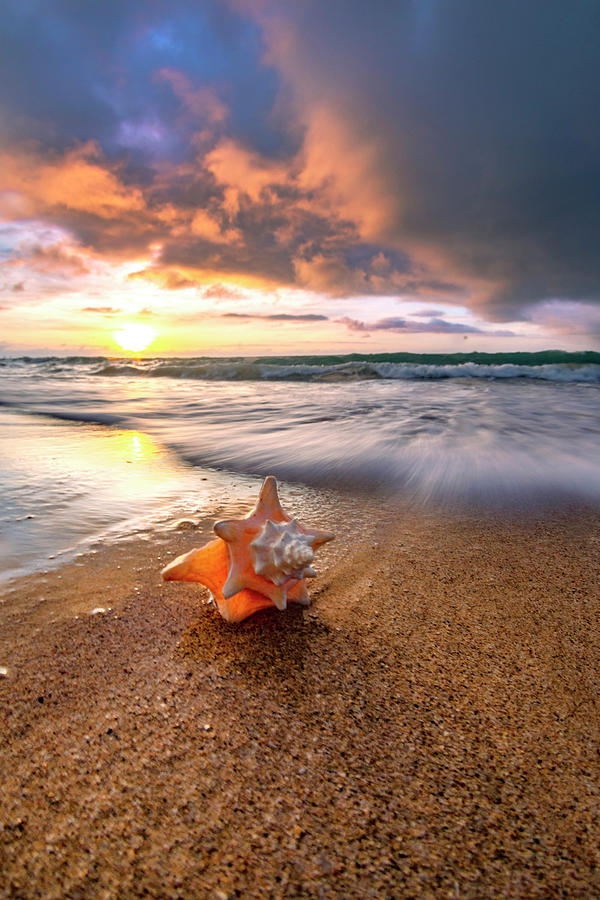 Seashell Rush Photograph by Sean Davey