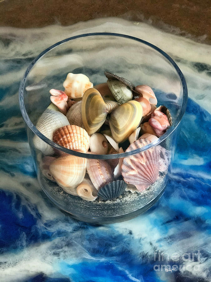 Seashell Selection Photograph by Diana Rajala