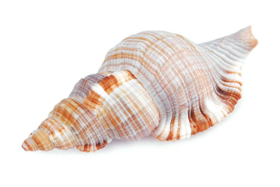 Seashell Shell Isolated On White Background Photograph by Severija Kirilovaite