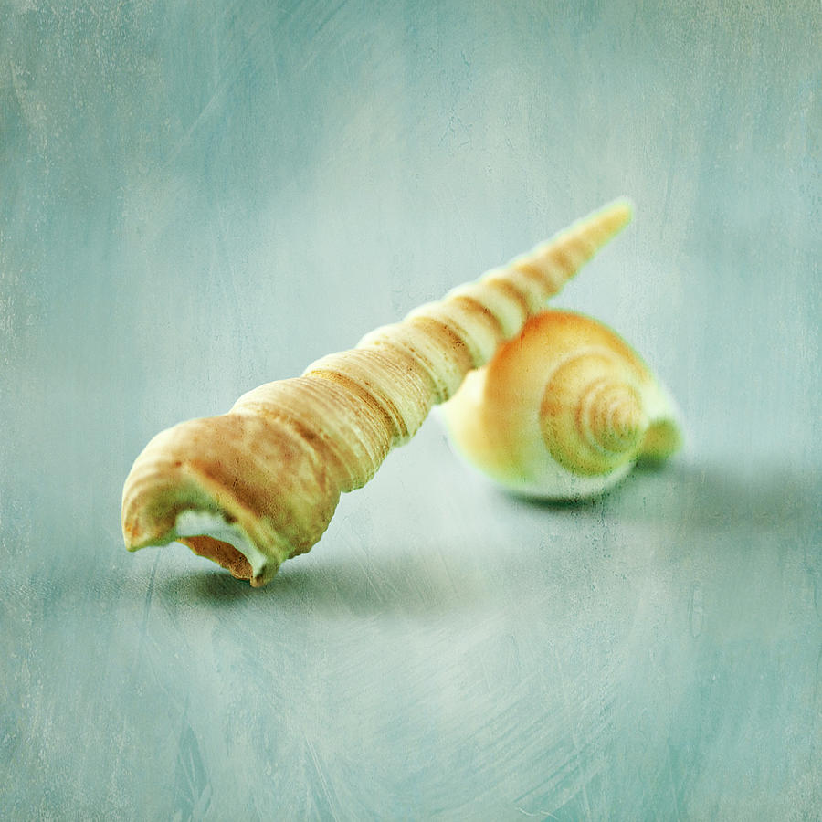Nature Photograph - Seashell Still Life No. 1 by Darin Ashton