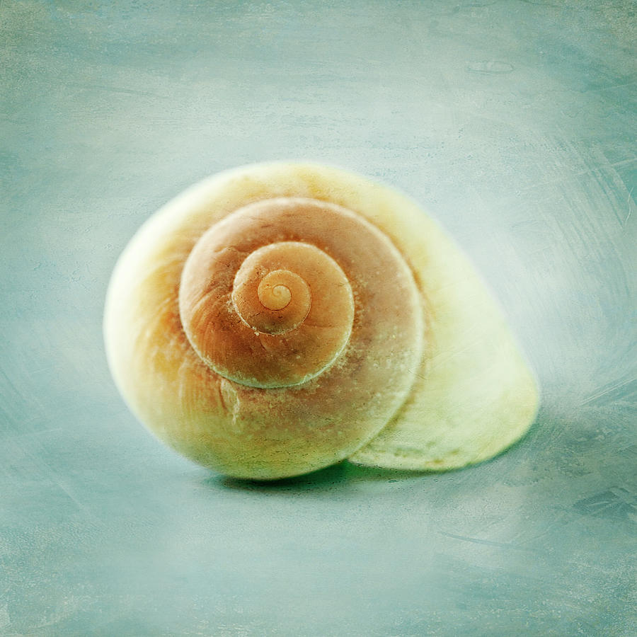 Nature Photograph - Seashell Still Life No. 4 by Darin Ashton