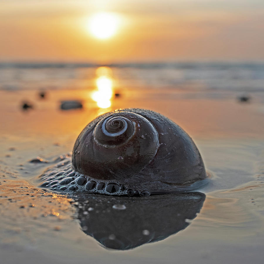 Seashell Sunrise on Revere Beach in Revere Massachusetts Photograph by Toby McGuire