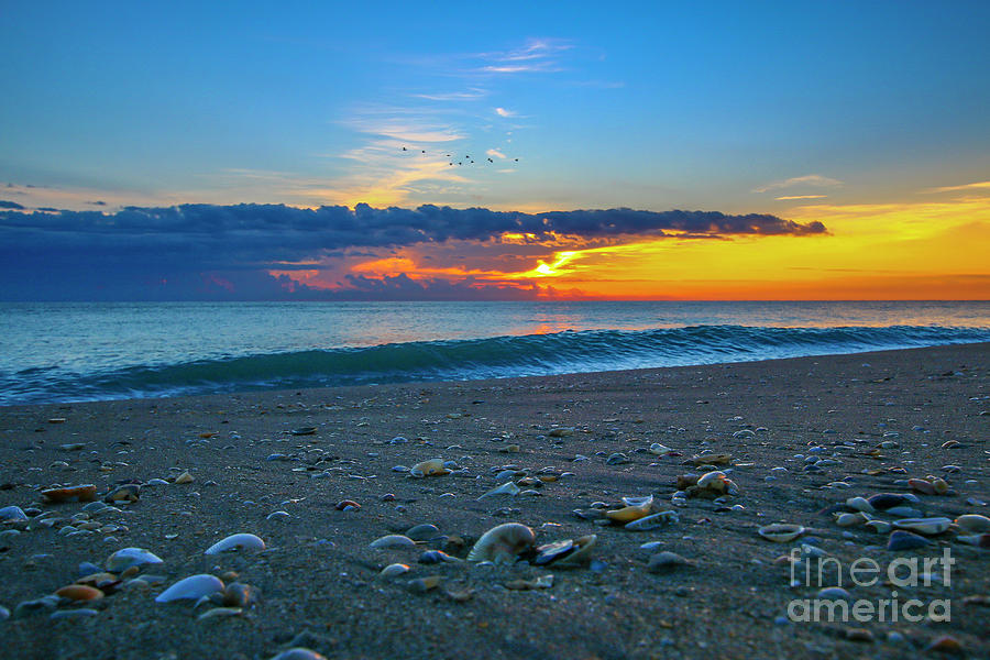 Seashell Sunrise Photograph by Tom Claud