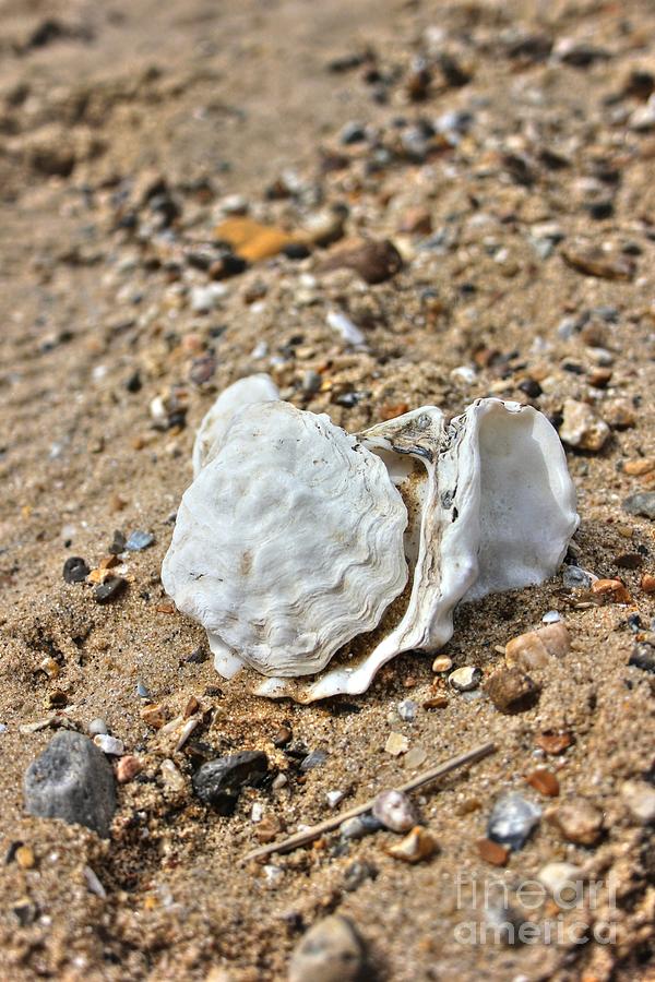 Seashell Photograph by Vicki Spindler