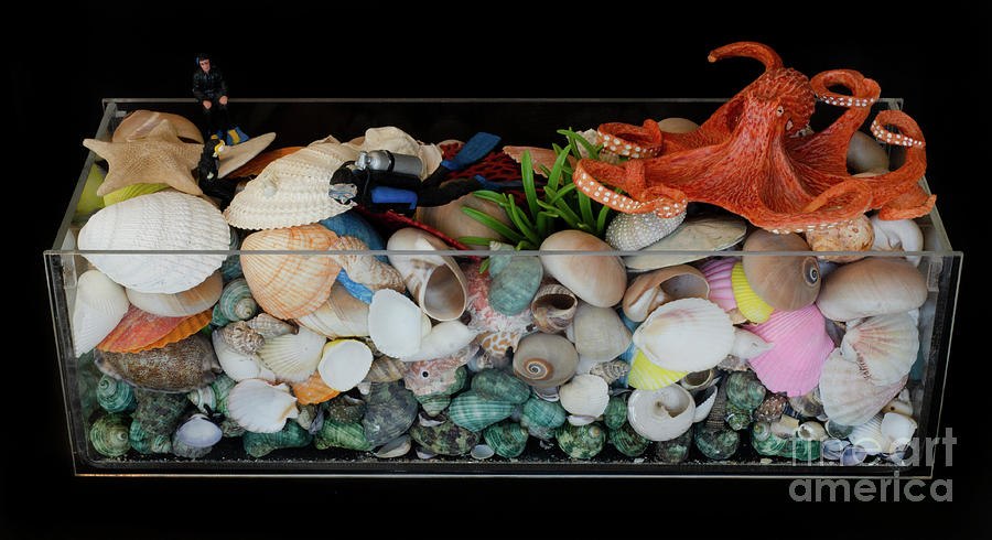 Seashells 5 Photograph by Bob Christopher