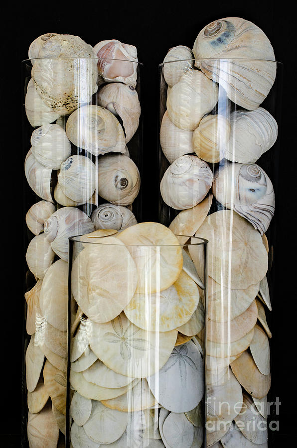 Seashells 6 Photograph by Bob Christopher