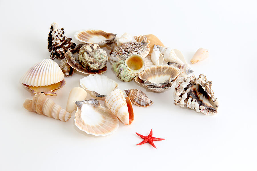 Seashells And Starfish Photograph