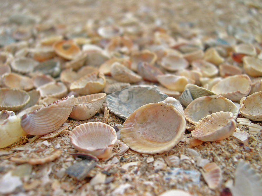 Seashells. Digital Art