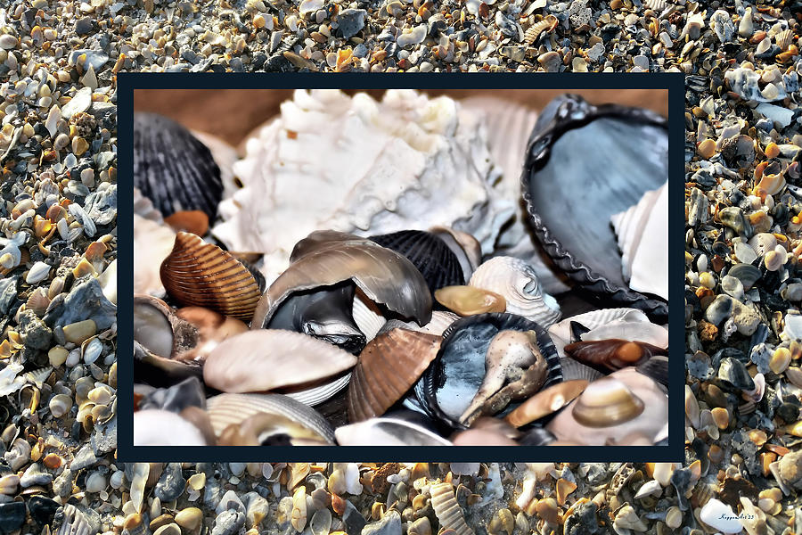 Seashells As Currency Photograph by Kathy K McClellan